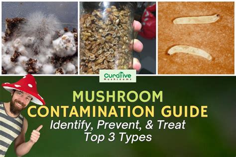 Mushroom Contamination Guide: How to Identify & Prevent