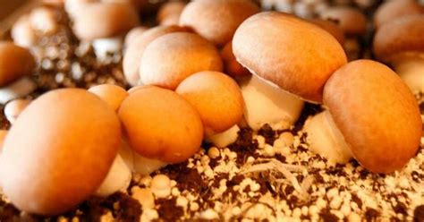 Mushroom Farm Gonzales Tx – Learn About Growing Mushrooms