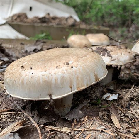 Mushroom Portabella Kit Wayside Gardens