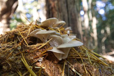 Mushroom Substrates For Edible Mushrooms - Lost In The Ozarks