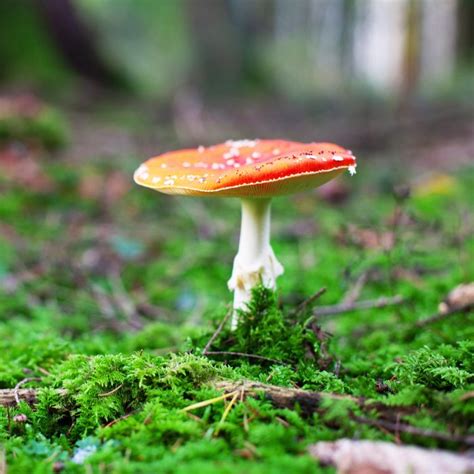 Mushroom Trend 2024 Fungi in Fashion, Wellness, and Art - The Strategist