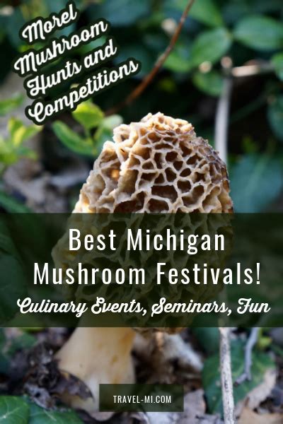 Morel Festivals . Mesick Mushroom Festival - Mesick, Michigan: This festival, held in May, celebrates the morel mushroom with events such as a parade, a carnival, a morel market, and a morel hunt.. Muscoda Morel Mushroom Festival-Muscoda, Wisconsin: Held in May, this fair features a morel contest, a carnival, a parade, and live music.. National Morel Festival - Boyne City, Michigan: Also .... 