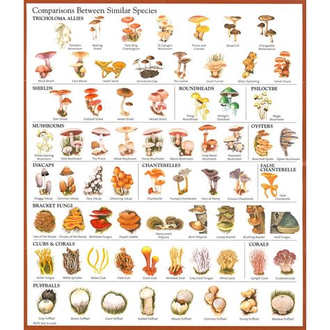 Mushroom identification. Mushroom Identification Keys . Collecting for Study Making Spore Prints Descriptions & Journals Identifying Mushrooms Odor & Taste Pronouncing Latin Chemical Reactions Preserving Specimens Using a Microscope Mushroom Taxonomy . Identifying trees can be crucial for mushroom identification. For reference, I have made brief pages for the trees I ... 