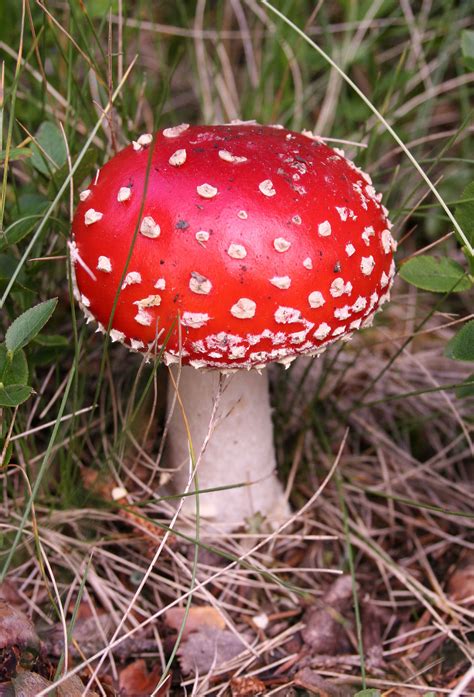 Button mushrooms are known for their small size, but there aren’t any definite rules on how long or thick they should be. They usually fall on the shorter side of the typical Agaricus bisporus measurements. The usual A. bisporus cap measures 2.5–14 cm (1–5.5 in), while its stem is 2–7 cm (0.7–2.7 cm) long. The color of almost the ....