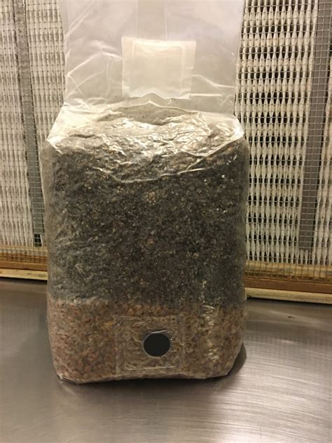 Mushroom spawn bags. Mushroom Grow Bags (50 Pk) - Mushroom Spawn Bags - 6 Mil Thick, Autoclave Bags, with Breathable 0.2 Micron Filter - Grow Mushrooms Supplies, Mushroom Bags Kit. 225. 100+ bought in past month. $2999 ($0.60/Count) $26.99 with Subscribe & Save discount. FREE delivery Wed, Oct 11 on $35 of items shipped by Amazon. 