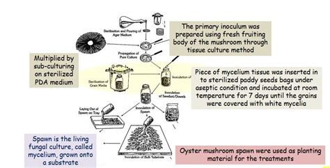 Mushroom spawn preparation pdf.  Like in all other crop production sys...
