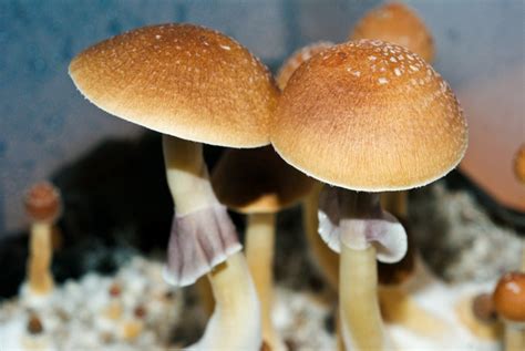 Guided by experienced mushroom cultivators, Third Wave’s grow kit produces ingestible mushrooms in about 4-6 weeks. The only item needed to get going is the spores, which we happily include recommendations for sourcing. This at-home grow kit costs $249 and is available to ship in the United States.. 