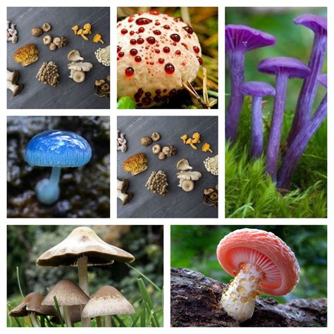 Mushroomid. This group a place to get your mushrooms identified. 1) Mushroom identification requests only. 2) Post only your own photos, unless asking a specific question related to an image. 3) No spam, off... 