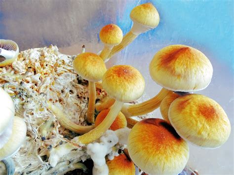 Mushrooms and Other Psychedelic Plants Decriminalized in Denver …