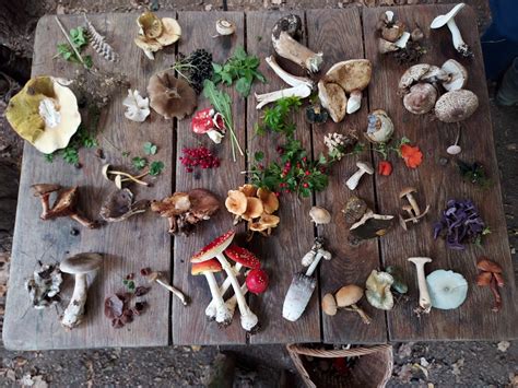 Mushrooms best guide on mushroom foraging with pictures mushroom foraging edible mushroom in the wild edible mushroom guide. - De l'intervention du médecin légiste dans les questions d'attentats aux moeurs.