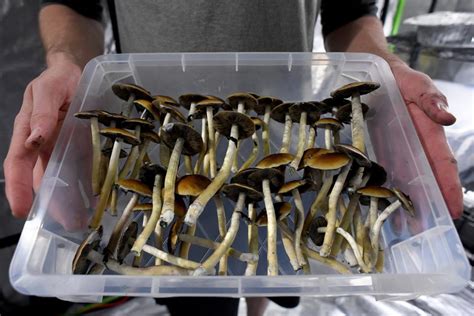 Buy Psilocybin Mushrooms Online Oregon. The Substance Abuse and Mental Health Services Department claims that one of the most well-known psychedelics is psilocybin. Also known as Magic mushrooms are also referred to as shrooms, mushies, blue meanies, golden tops, caps of liberty, stones of the philosopher, freedoms, amani, and …