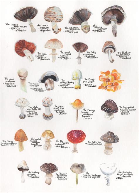 Mushrooms id. 