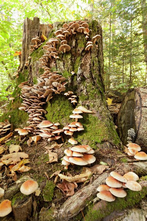 Mushrooms that grow on trees. Aug 10, 2023 ... Whether you use logs, stumps, or a bed of organic matter, keep the growing substrate moist. · Provide partial sun, unless your specific variety ... 