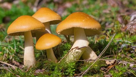 Mushrooms yawning. Some kinds of mushrooms contain psilocybin and psilocyn, substances that can cause hallucinations. Used in large enough doses, these mushrooms have effects similar to … 