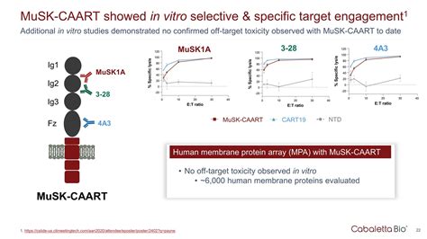MuSK-CAART demonstrated similar efficacy as anti-CD19 chimeric antigen receptor T cells for depletion of anti-MuSK B cells and retained cytolytic activity in the presence of soluble anti-MuSK .... 