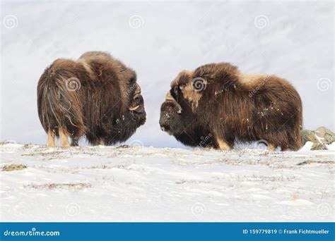 Musk ox alone. I recently watched the episode where Roland kills the musk ox and what I saw left some question marks: The arrow from the first shot hit the musk ox in the hind leg. Apparently he didn't go deep because he was still sticking out of the body. 