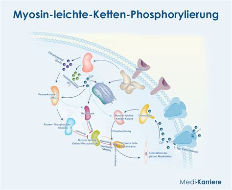 Muskeltonus betyder
