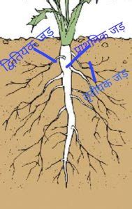 Musla jad ka chitra. #मूसला_जड़, #अपस्थानिक_जडमू�...