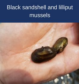 Mussel protocol - Michigan