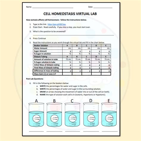 Must Know Cell Homeostasis Virtual Lab Answer Pdf References PDFQA