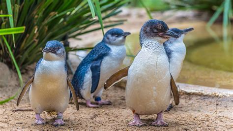 Must-Watch Bird Documentaries PBS