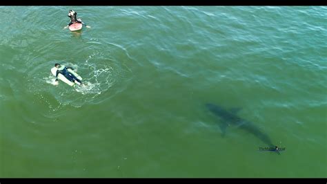 Must-see video shows sharks swimming near fisherman: 'The guy fishing has no idea'