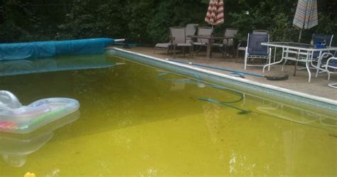 Mustard Algae In Pool - How To Get Rid Of The Yellow Menace?