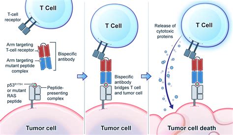 Mutant Gene-Targeted Immunotherapy Approach Developed