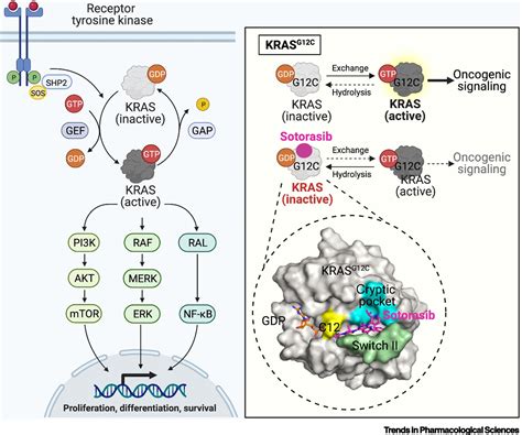 Mutation overview page KRAS - p.G12C ( Substitution - Missense)