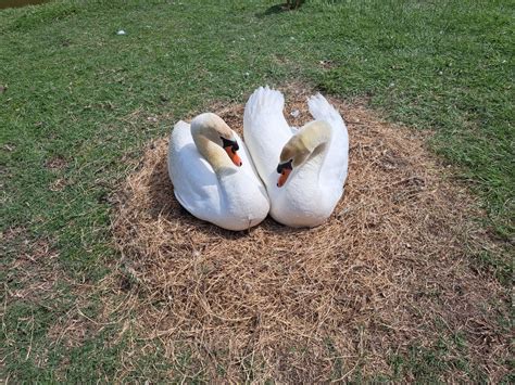 Mute Swan Egg For Hatching. Read item description before …