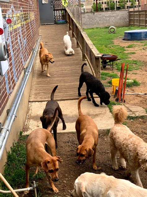 Mutt island dog daycare grooming extended stay and training. Mutt Island Dog Daycare, Grooming, Extended Stay & Training. Highly Recommended "MMDC is dedicated to community advocacy. They have started some amazing community ... 