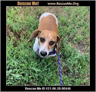 Muttrescueofmassachusetts. Things To Know About Muttrescueofmassachusetts. 