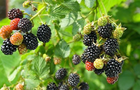 My BlackBerries Are Still Working Today! - BlackBerry Forums …