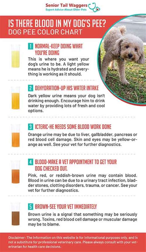 My Dog’s Urine Is Brown: What Could Be The Cause?