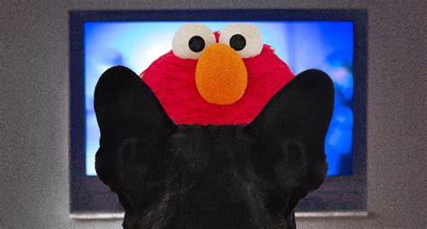 My Dog Barks at the TV Relentlessly - PureWow