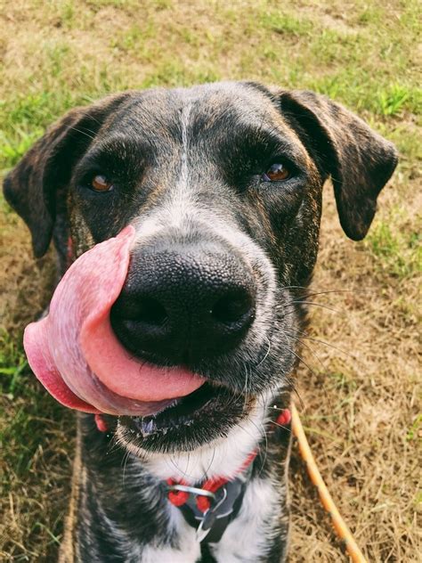 My Dog Died Suddenly With Tongue Out! (Explained)