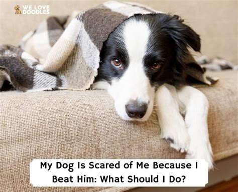 My Dog Is Scared Of Me Because I Beat Him: 13 Tips (2024)