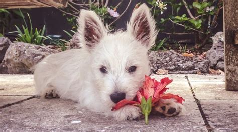 My Dog Just Ate Some Hibiscus! Are Hibiscus Toxic To Dogs?