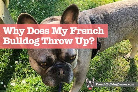 My French Bulldog Puppy Is Throwing Up