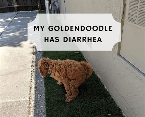 My Goldendoodle Has Diarrhea. What should I do? - We Love …