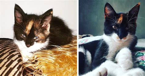 My Lola Cat Onlyfans Leaked XXX 🍑