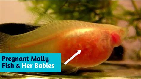 My Molly Fish Had Babies Last Night (was Not …