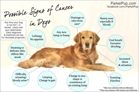 My Pet Has Cancer - 8 Must Know Tips For Comfort And Care