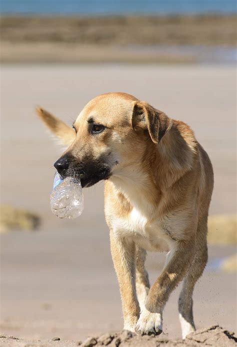 My Puppy Ate A Plastic Bottle Cap – KeepingDog