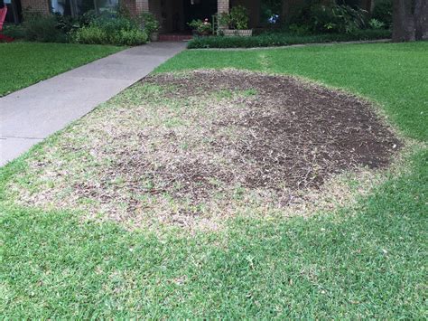 My St. Augustine is not greening up! - www.dirtdoctor.com