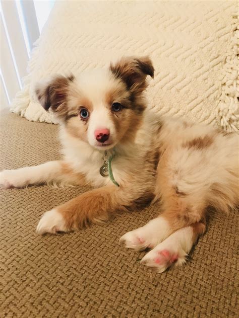 12 нояб. 2022 г. ... ... Aussie puppies. Ask how often the dogs are bred. A breeder shouldn't ... my husband, of 35 travel and pet books. Join me--and our rescue dogs .... 