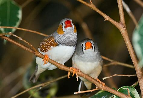 My breeding pair (Zebra Finches) had two successfull clutches ...