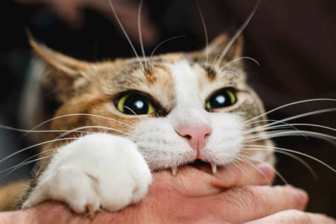 My cat bites me and holds on. Redness and swelling: The skin or tissues surrounding the bite may look larger, puffy, and red, and they may feel warm to the touch. Red streaks: Red lumps or streaks could indicate a more serious ... 