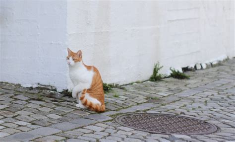 My cat is limping but still jumping and running. Explore insights into why 'my cat is limping but still jumping and running.' Learn about possible causes and cat's behavior towards pain. ਇਹਨਾਂ ਦੀ ਜਾਂਚ ਕਰੋ! 