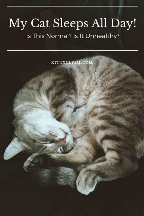 My cat sleeps all day. Cats sleep a lot. In fact, it’s common for cats to sleep 18 hours or more every day. There are many reasons why your cat may be sleeping a lot, including boredom, anxiety, illnesses, and more. Consult a vet if you notice a sudden change in your cat’s sleeping habits. 